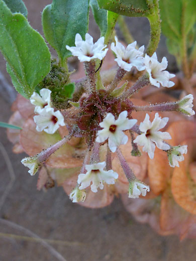 Smallflower Sand Verbena