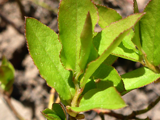 Toothed leaves