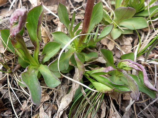 Basal leaves