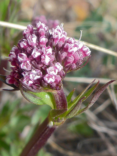 Sharpleaf Valerian