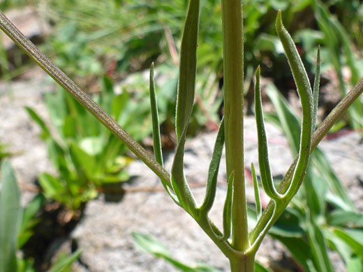 Cauline leaves