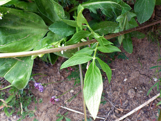 Western Valerian