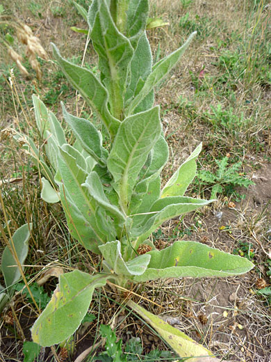 Common Mullein