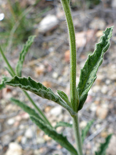 Gray Vervain