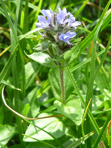 Hairy stem