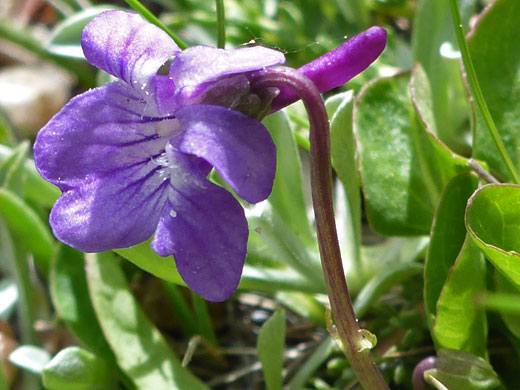 Hairless flower stalk