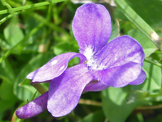 Faintly-veined petals