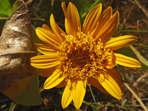 Narrowleaf Mule-Ears; Narrowleaf mule-ears (wyethia angustifolia), Wawona Meadow Loop, Yosemite National Park, California