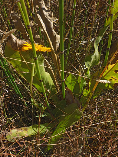 Narrowleaf Mule-Ears