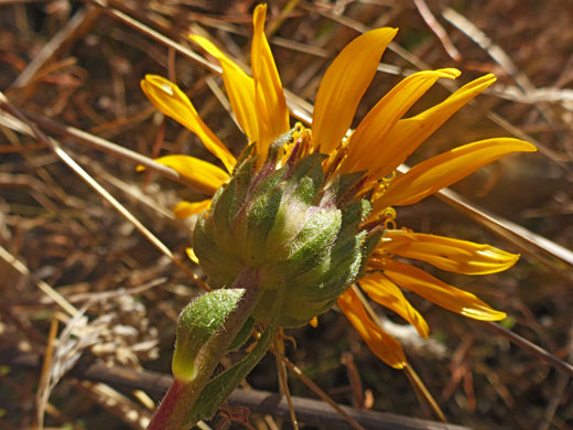 Hairy phyllaries