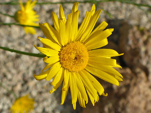 Yellow discs and rays