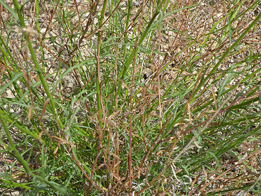 Tangled leaves and stems