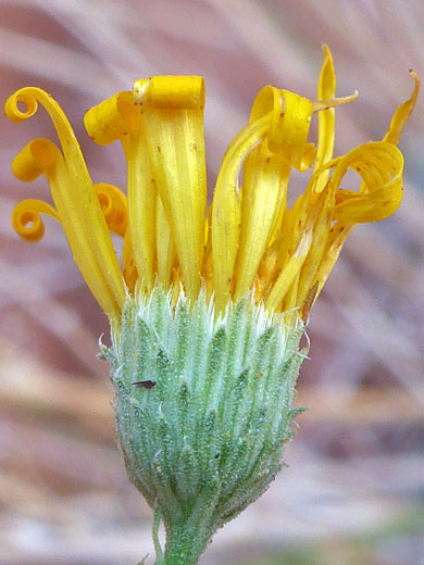 Florets and phyllaries