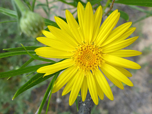 Bright yellow rays