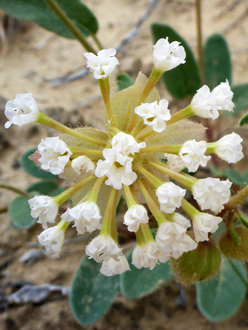 Developing cluster