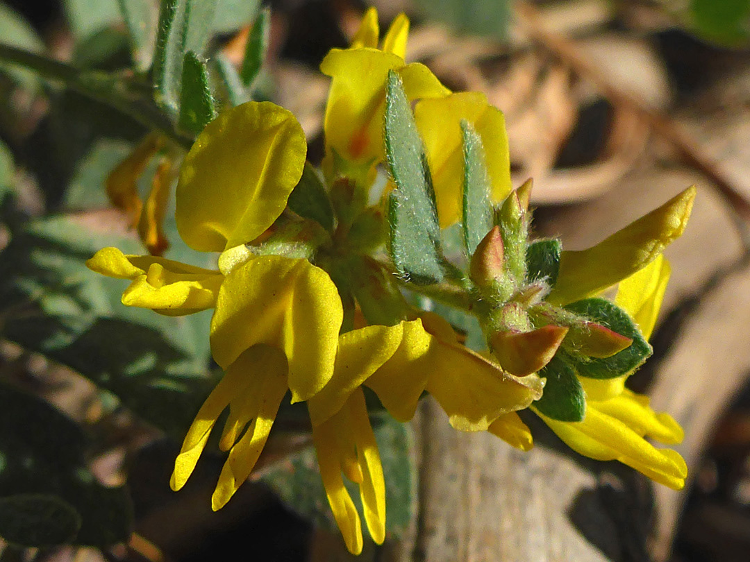 Leaves and flowers