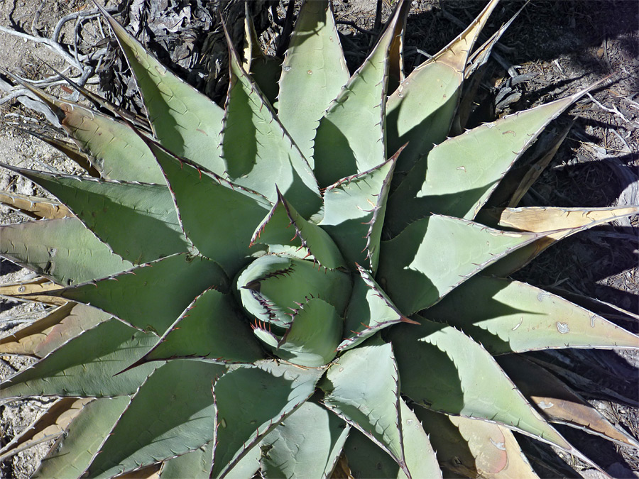 Agave parryi, Parry's agave