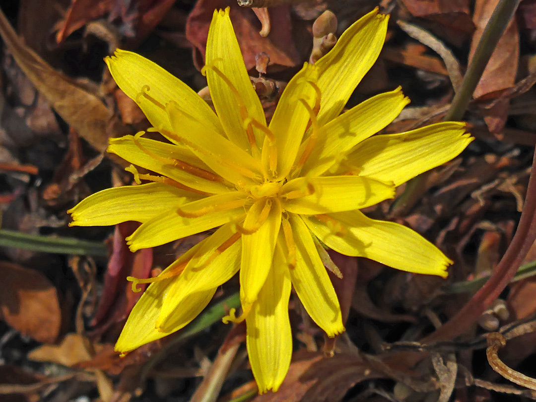 Flowerhead