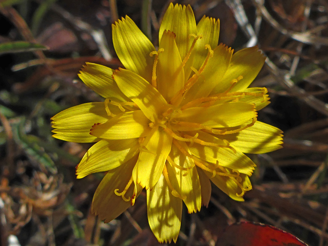 Yellow florets