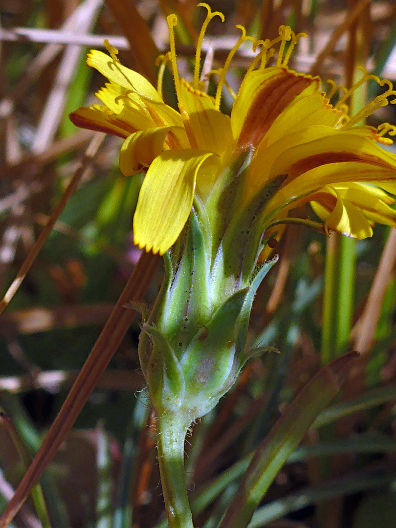 Red-striped florets