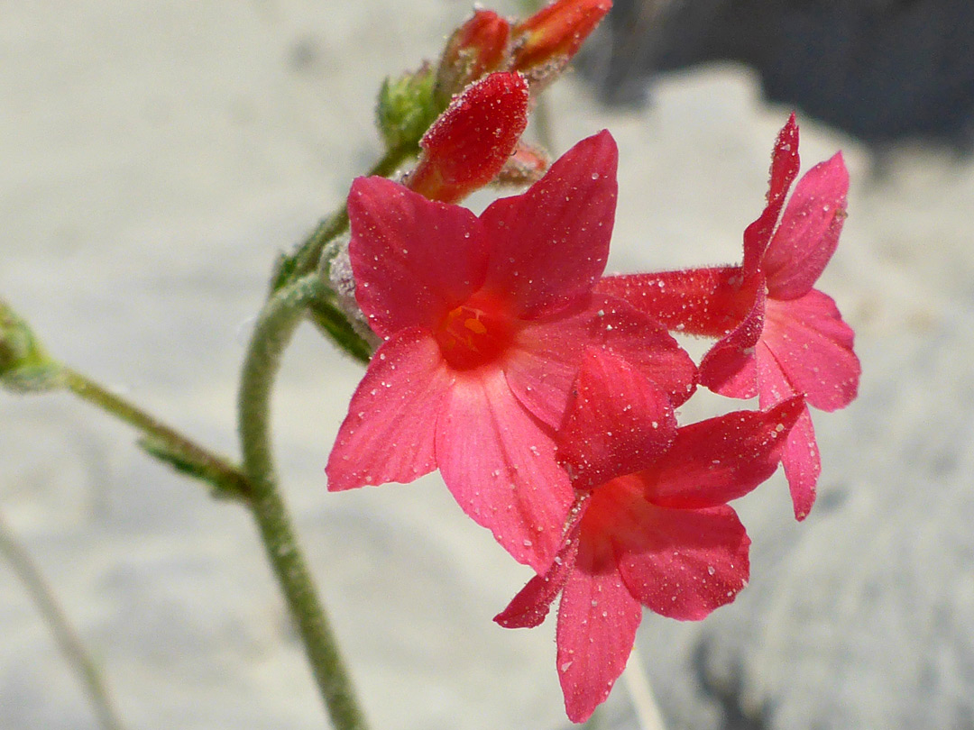 Pinkish-red flowers