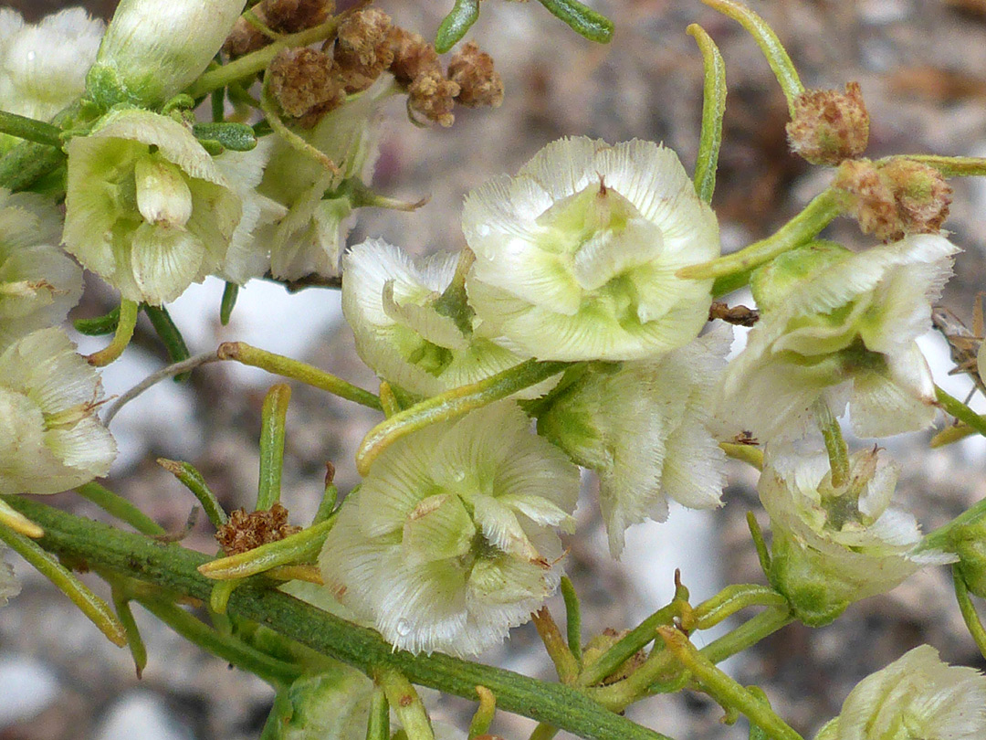 Whitish inflorescence