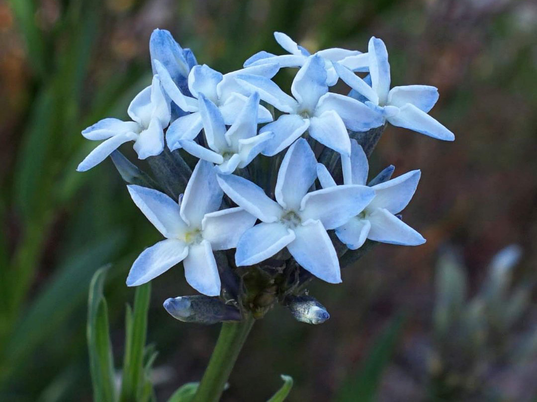 Pale blue flowers