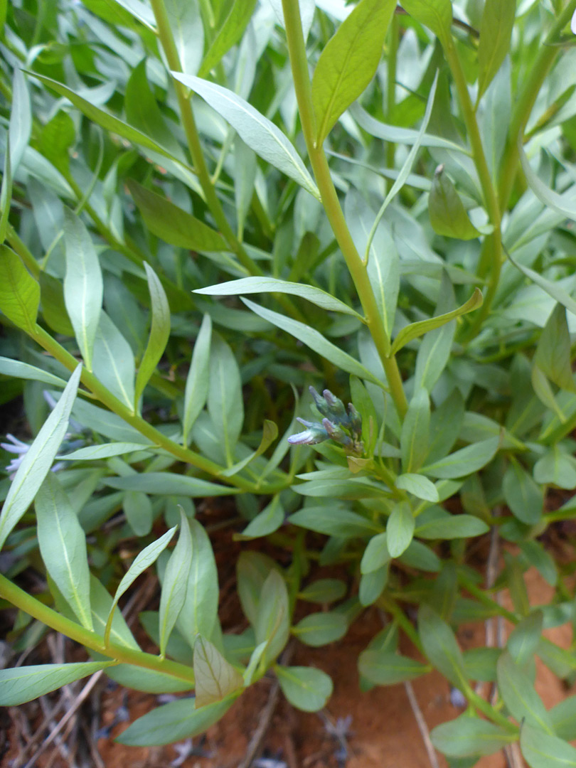 Stems and leaves