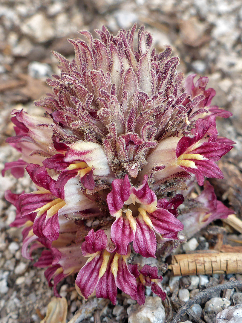 Reddish-purple flowers