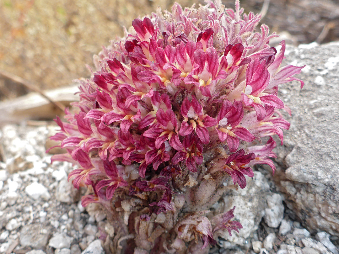 Clustered flowers