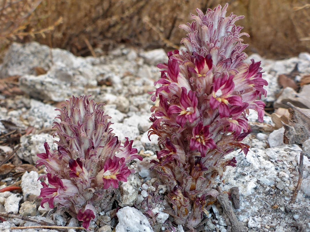 Two plants