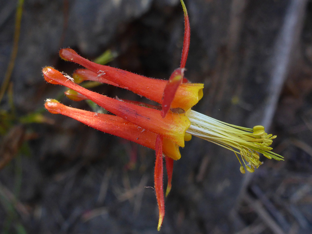 Yellow anthers