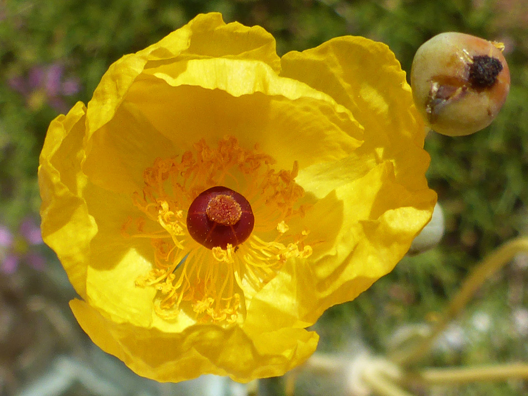 Cup-shaped flower