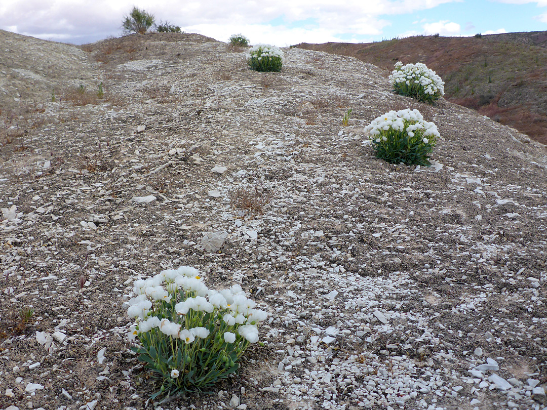 Plants on a barren mound