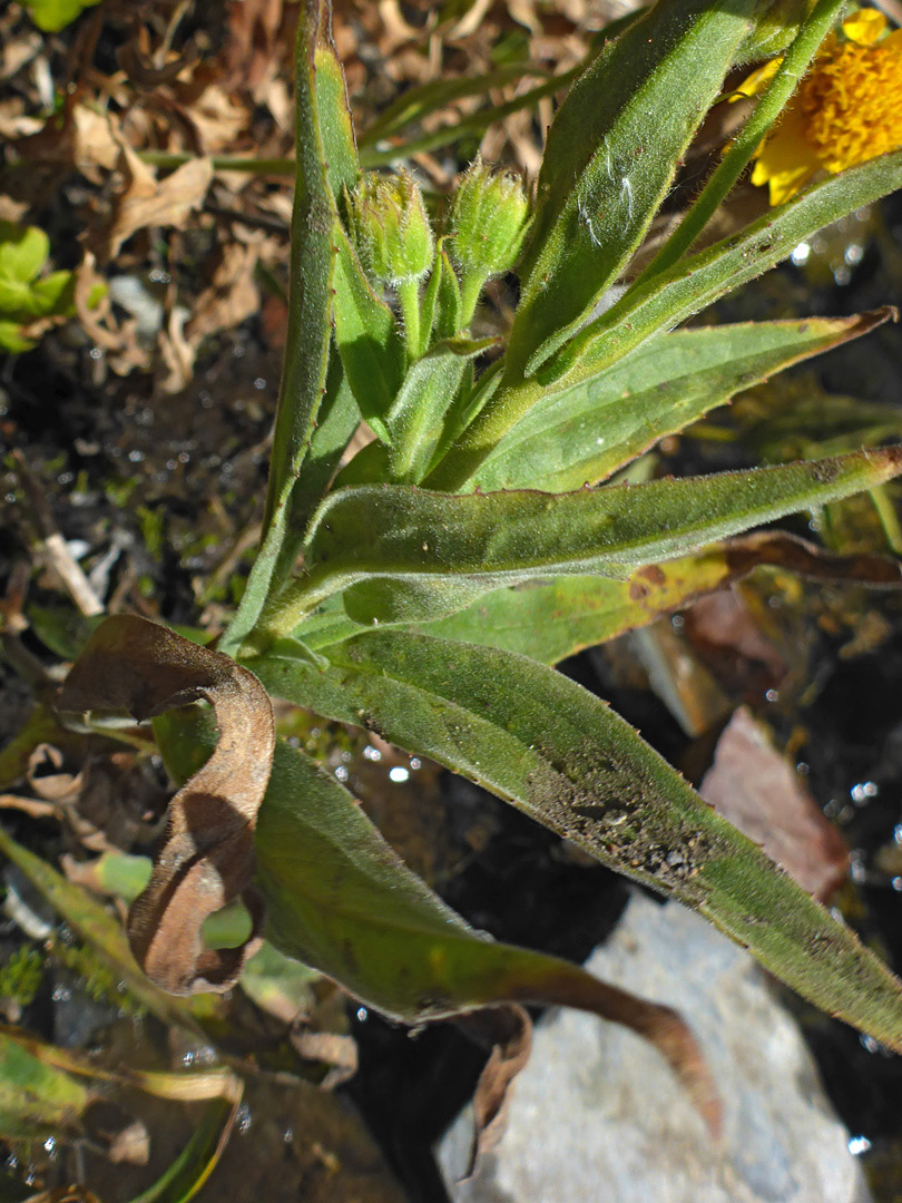 Toothed leaves