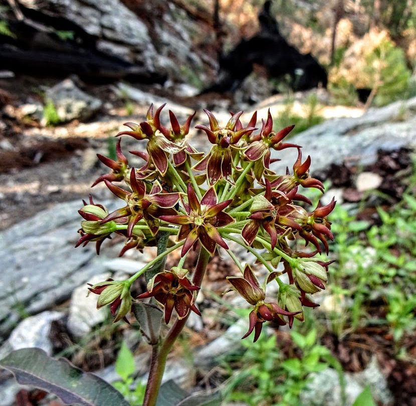 Reddish-brown flowers