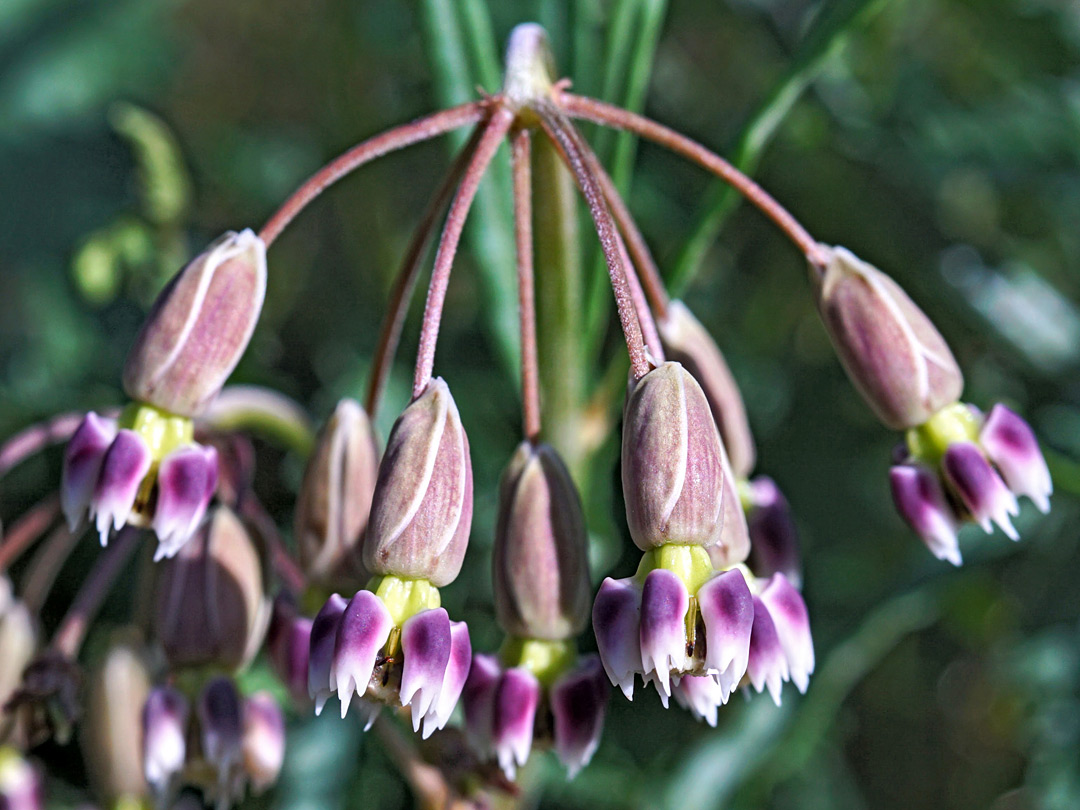 Pendent flowers