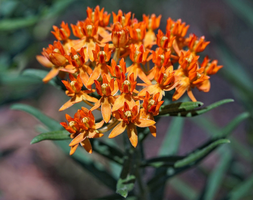 Orange flowers