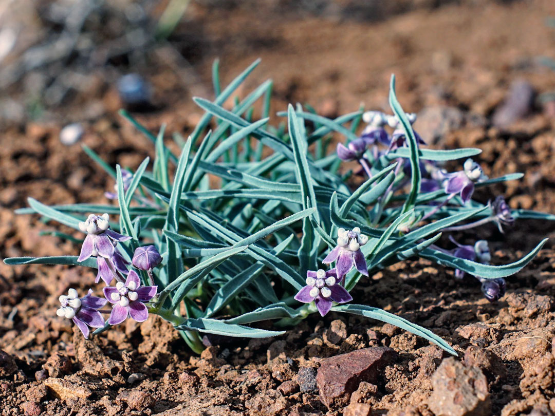 Purple flowers