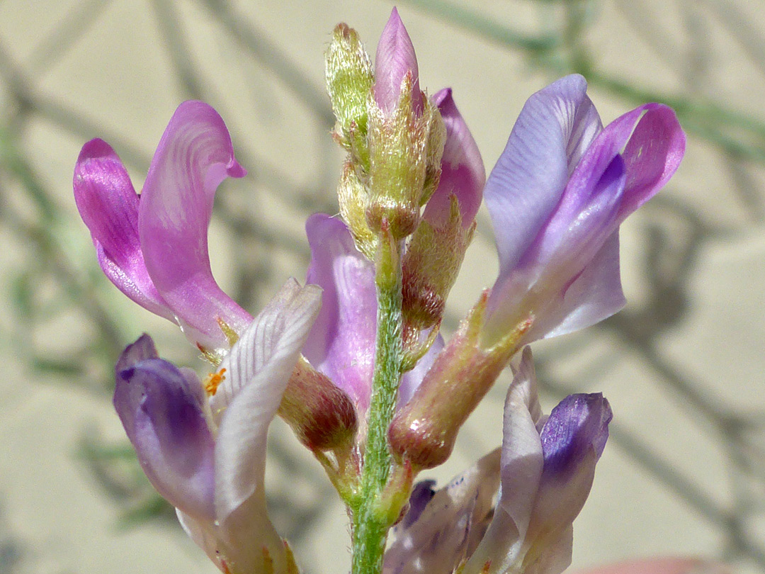 Flower cluster