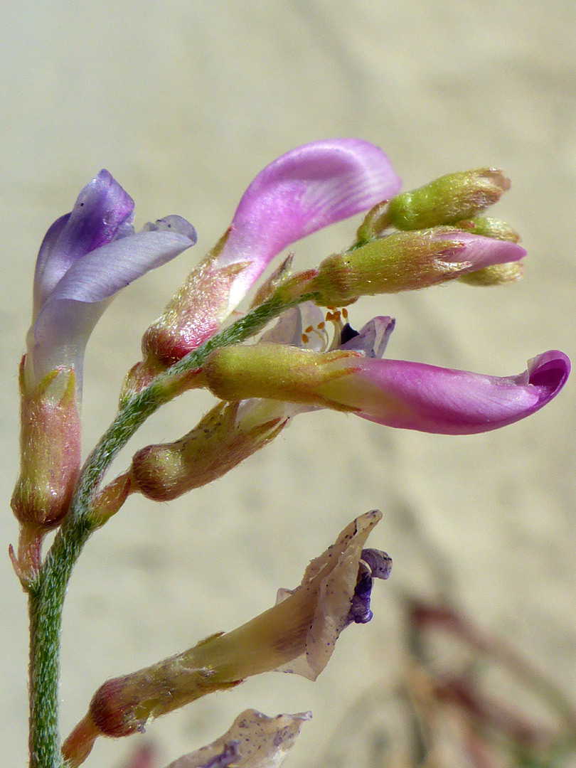 Purple and blue flowers