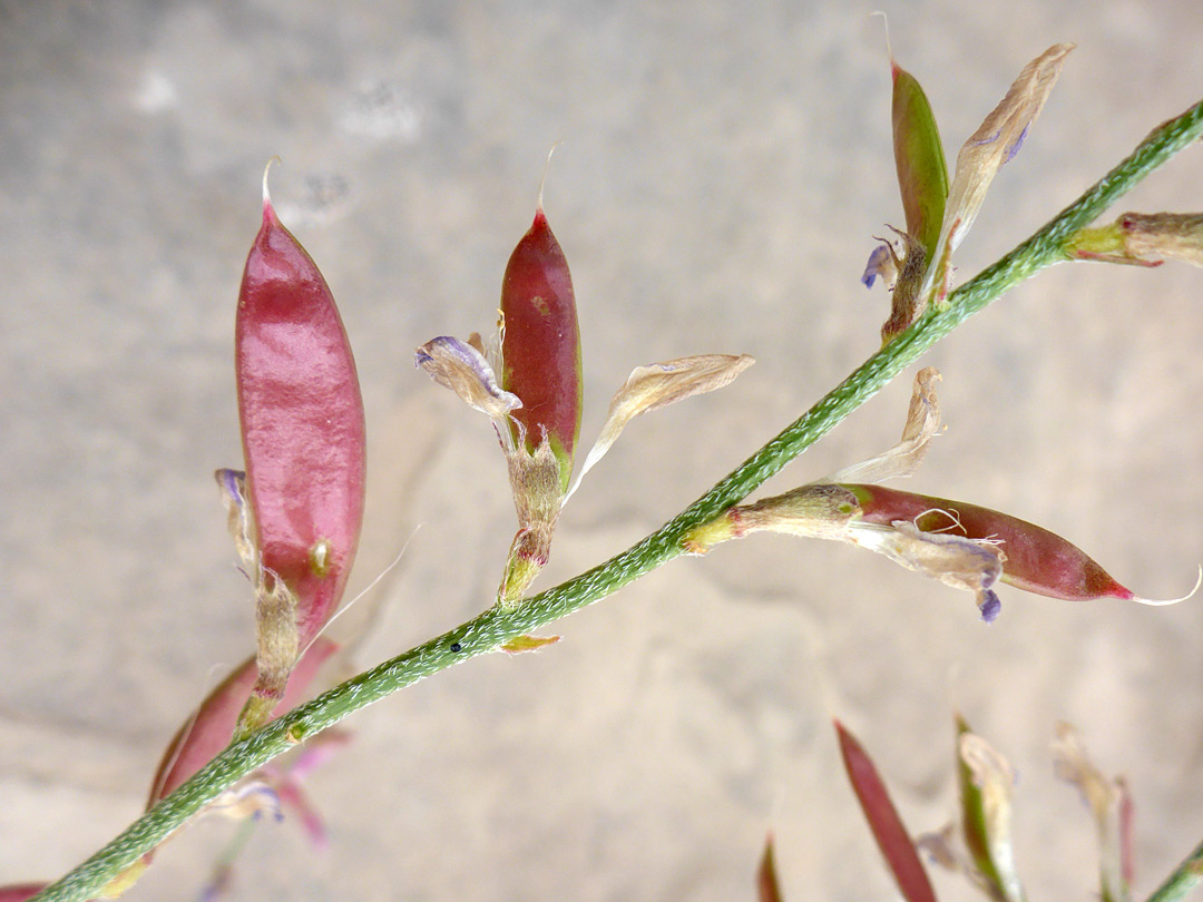 Seed pods