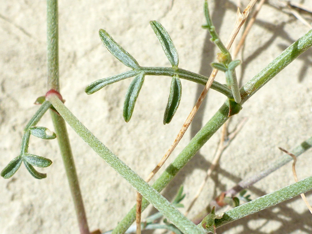 Stems and leaves