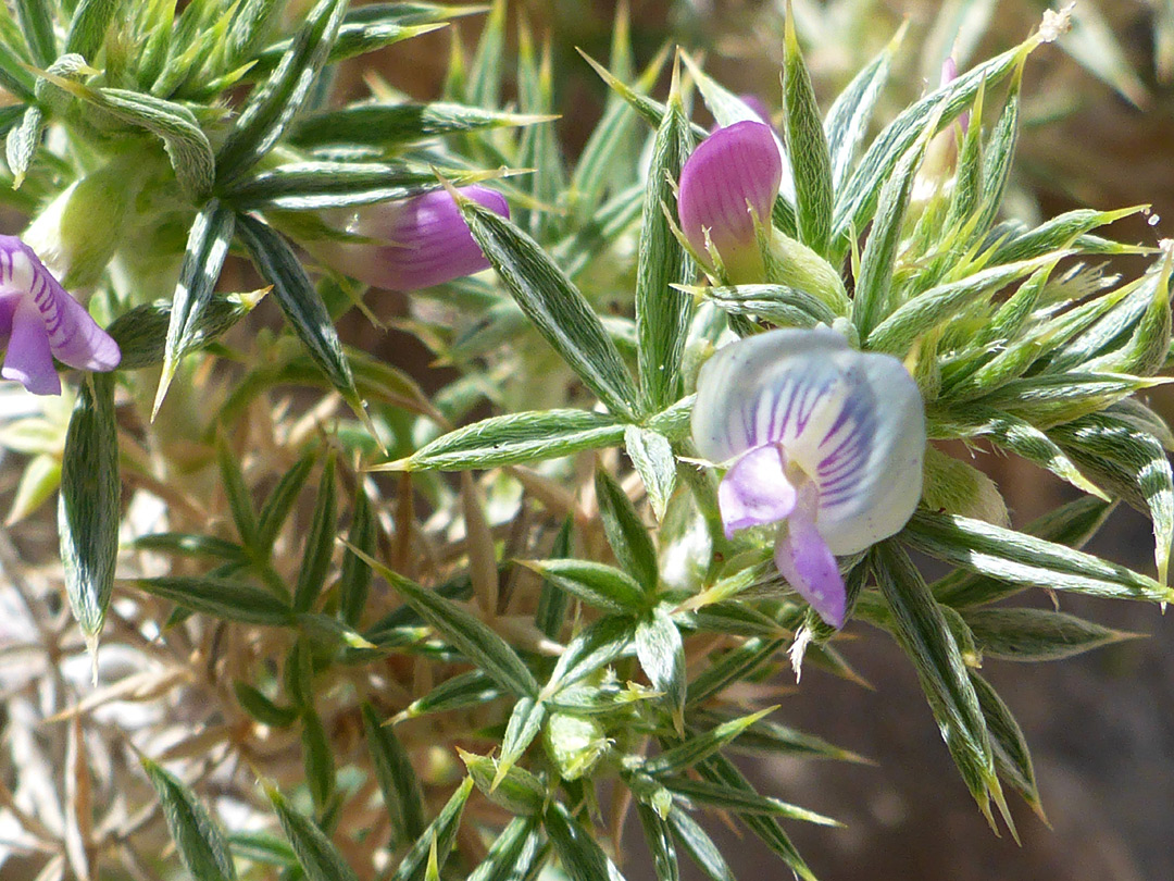 Flowers and spiky leaves