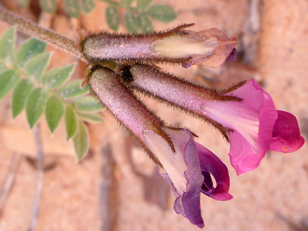 Hairy calyces