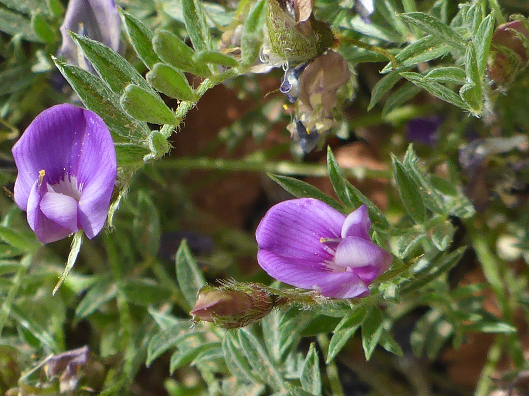 Two purple flowers