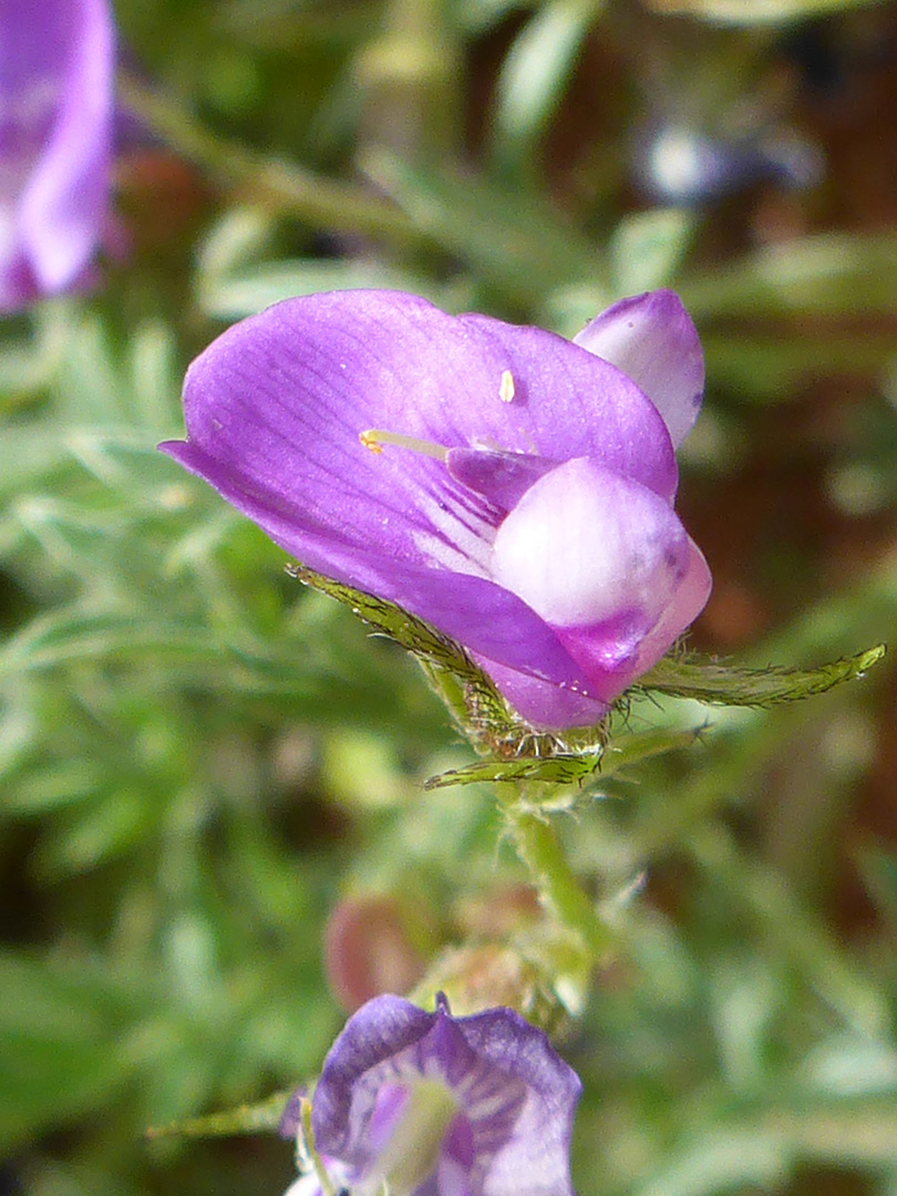 Calyx and corolla - photos of Astragalus Nuttallianus, Fabaceae