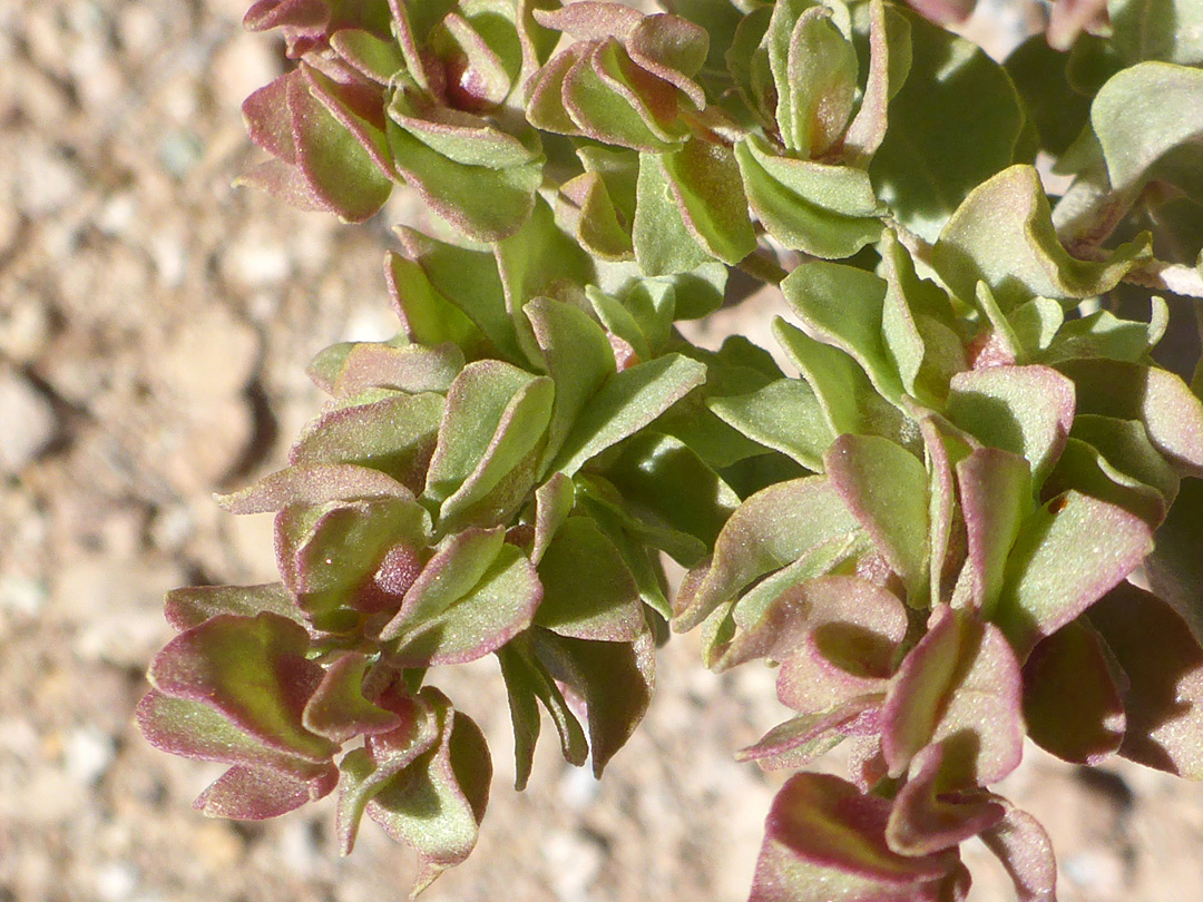 Reddish-green leaves