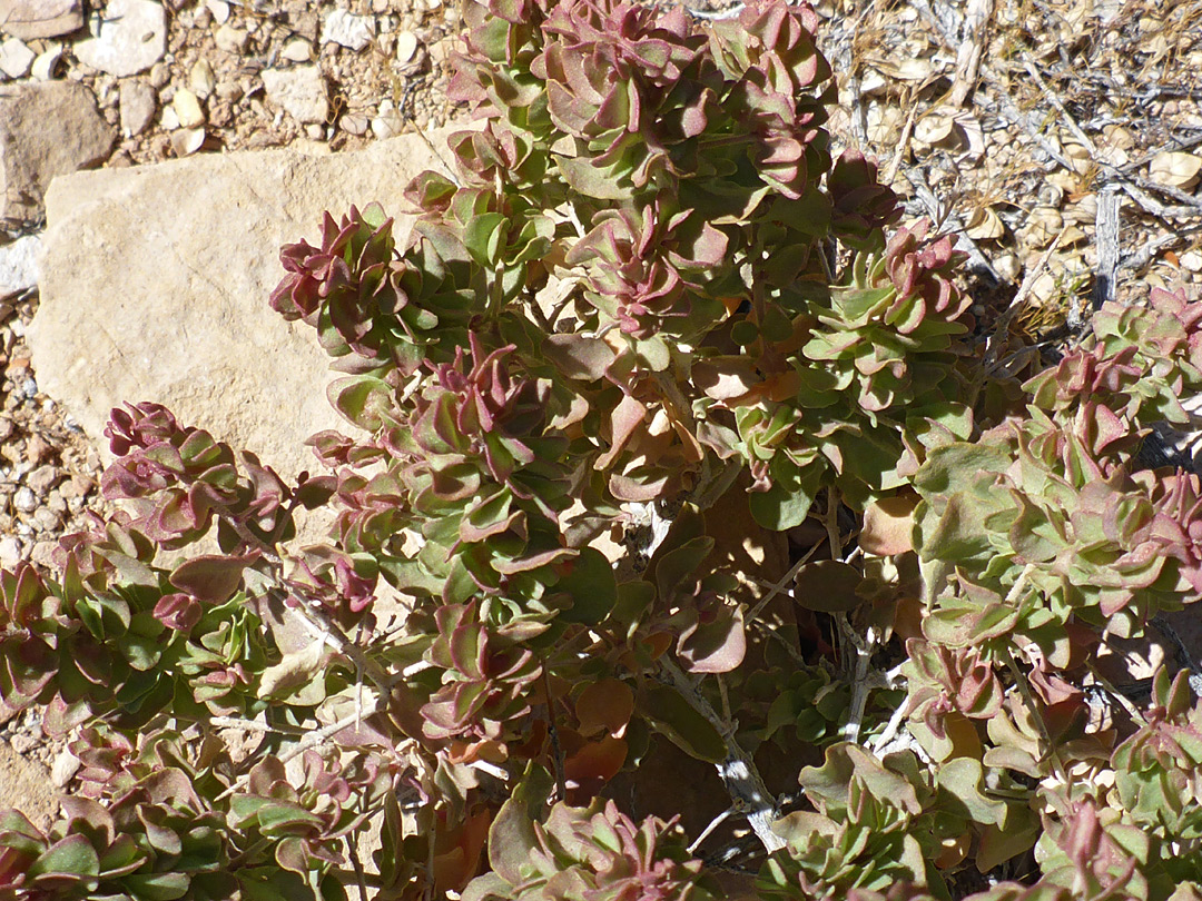 Plant in situ
