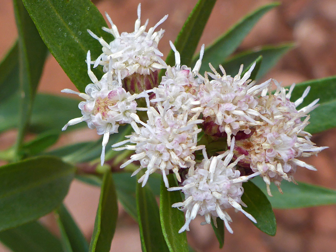 Group of flowerheads